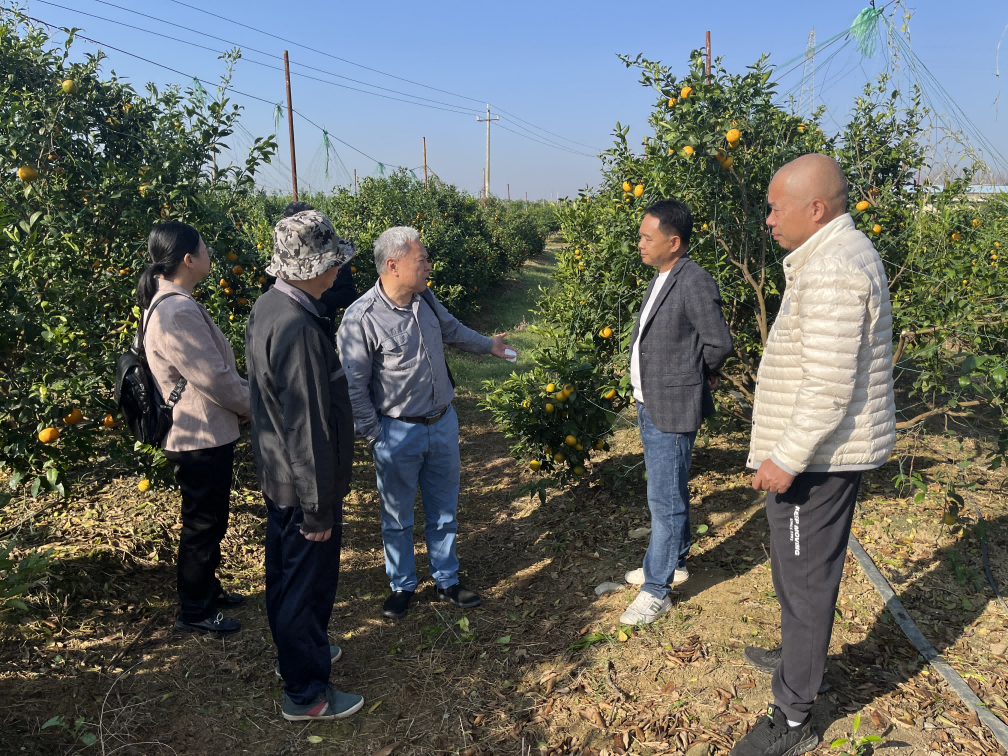自治區(qū)沃柑種植標準化示范區(qū)高分通過專家組考核圖片1(1)(1).png